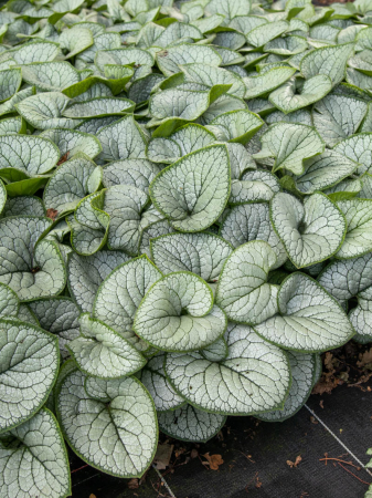 Plante decorative prin frunze - Brunnera Silver Heart – C1.5