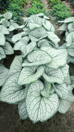 Brunnera Silver Heart – C1.5 [3]