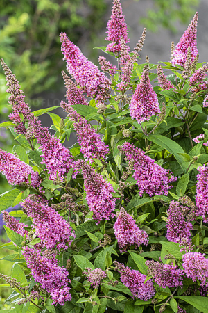 Buddleja [1]