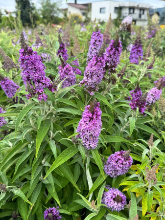 Buddleja [2]