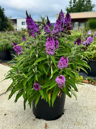 Buddleja