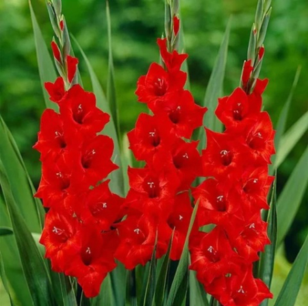 Bulbi Gladiola ‘Mascagni’ 12/14 [0]