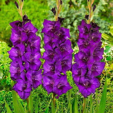 Bulbi Gladiola ‘Purple Flora’ 10/12