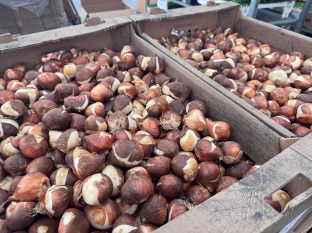 Bulbi de lalele calibru 12+ [3]