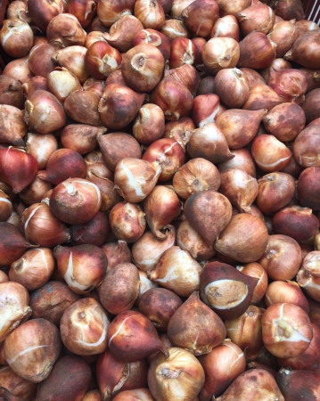 Bulbi de lalele calibru 12+ [2]