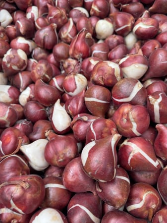 Bulbi - Bulbi de lalele calibru 12+