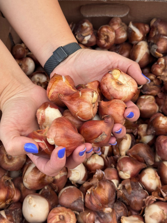 Bulbi de lalele calibru 12+ [7]