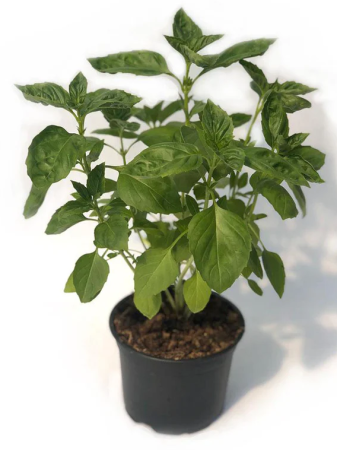 Plante aromatice - Busuioc 15 cm