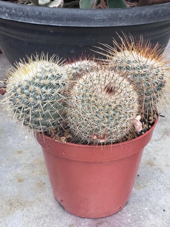 Cactuși - Cactus bol mix