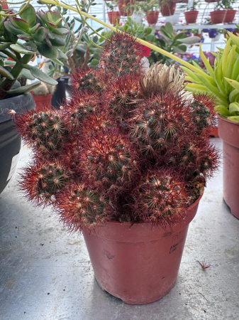 Plante Perene - Cactus decoratie strobbloem mix