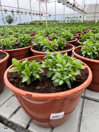 Calibracoa Floraset Hana – C4 [1]