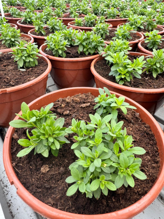 Plante Anuale - Calibracoa Floraset Hana – C4