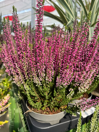 Calluna vulgaris Beauty Ladies, plantă perenă veșnic verde [1]
