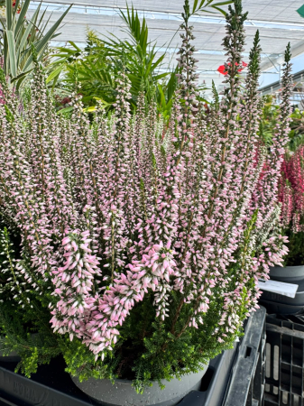 Calluna vulgaris Beauty Ladies, plantă perenă veșnic verde [4]