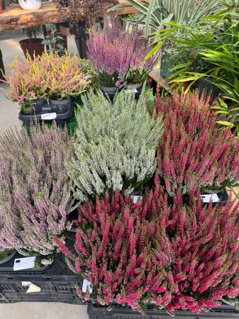 Plante Perene - Calluna vulgaris Beauty Ladies, plantă perenă veșnic verde