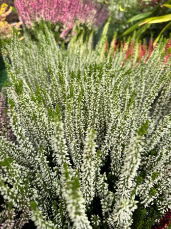Calluna vulgaris Beauty Ladies, plantă perenă veșnic verde [3]