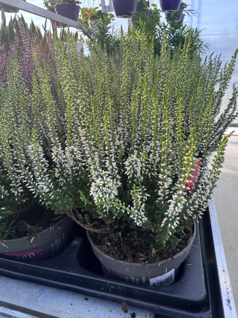 Arbori și arbuști - Calluna vulgaris ‘Helena’