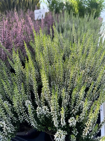 Plante Perene - Calluna vulgaris ‘Helena’