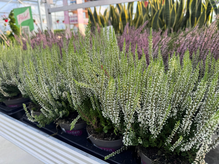 Calluna vulgaris ‘Helena’ [1]