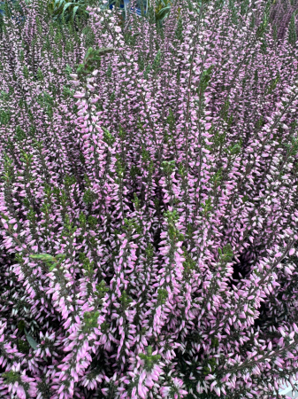 Calluna ‘Pink Bettina’ [1]