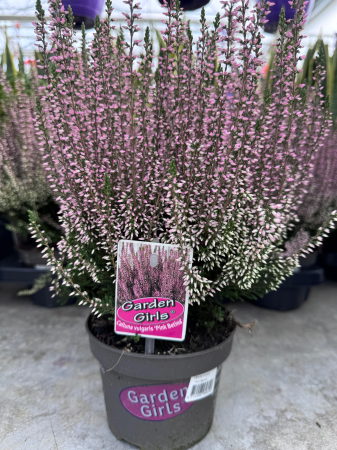 Arbori și arbuști - Calluna ‘Pink Bettina’