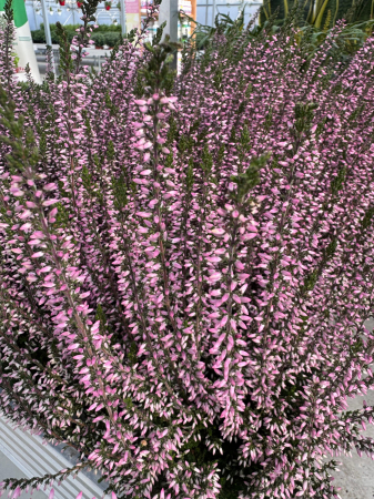 Calluna ‘Pink Bettina’ [2]