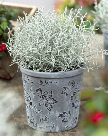 Plante decorative prin frunze - Calocephalus P12