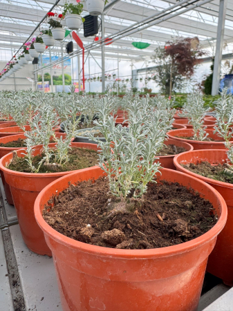 Calocephalus P12 [1]