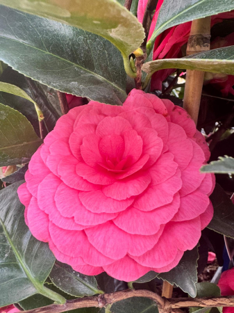 Camellia japonica ‘Lady Campbell’ – arbust ornamental [0]