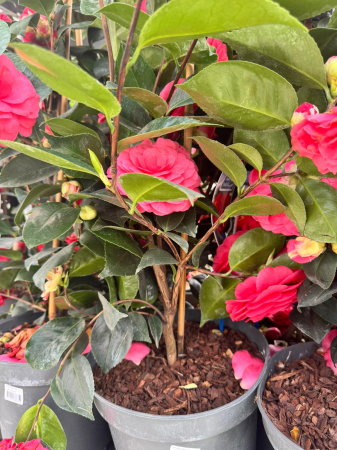 Camellia japonica ‘Lady Campbell’ – arbust ornamental [1]