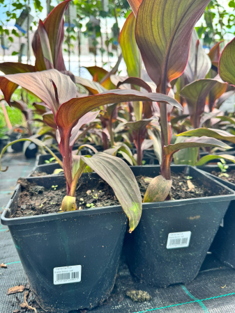 Canna Cannova Scarlet Bronze Leaf C2 [1]