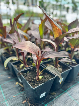 Canna Cannova Scarlet Bronze Leaf C2