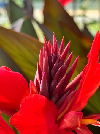 Plante decorative prin frunze - Canna Cannova Scarlet Bronze Leaf C2