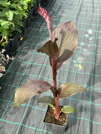Canna Cannova Scarlet Bronze Leaf C2 [2]