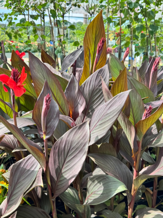 Canna Cannova Scarlet Bronze Leaf C2 [3]