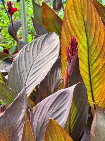 Canna Cannova Scarlet Bronze Leaf C2 [1]