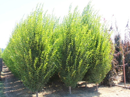 Carpinus betulus ‘Fastigiata’ [2]