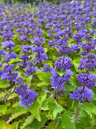 Plante Perene - Caryopteris incana ‘Pavilion Blue’ C2, arbust ornamental compact