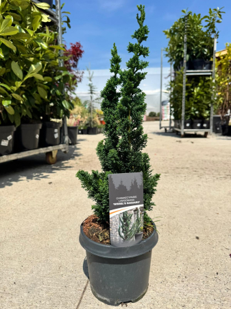 Arbori și arbuști - Chamaecyparis lawsoniana este un conifer ornamental