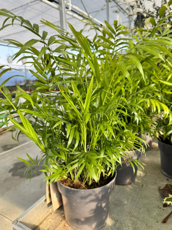 Plante Perene - Chamaedorea elegans