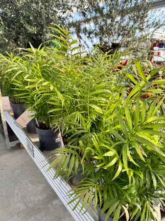 Chamaedorea elegans [1]