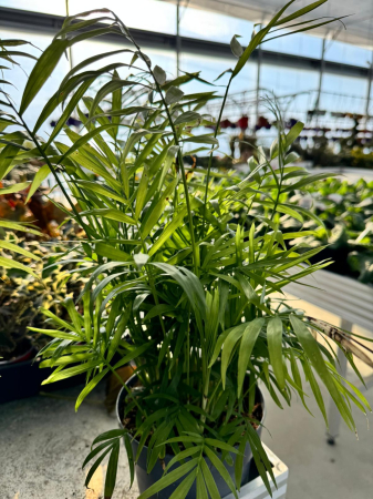 Chamaedorea elegans [3]