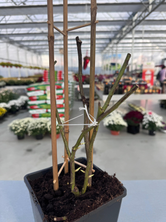 Trandafiri ‘Climbing Garden Beauty’ – disponibili în diverse culori [2]