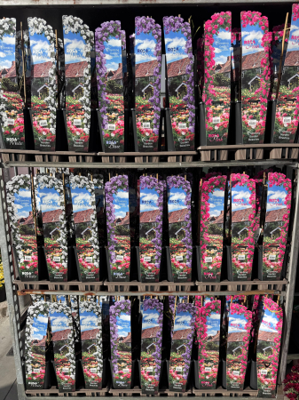 Trandafiri ‘Climbing Garden Beauty’ – disponibili în diverse culori [1]