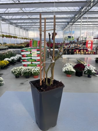 Plante decorative prin floare - Trandafiri ‘Climbing Garden Beauty’ – disponibili în diverse culori