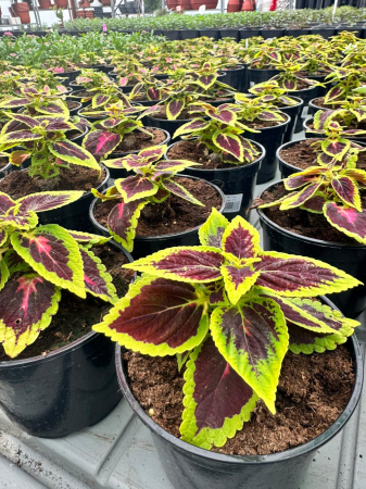 Plante Anuale - Coleus Main Street Alligator
