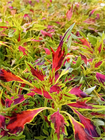 Diverse - Coleus Main Street Alligator