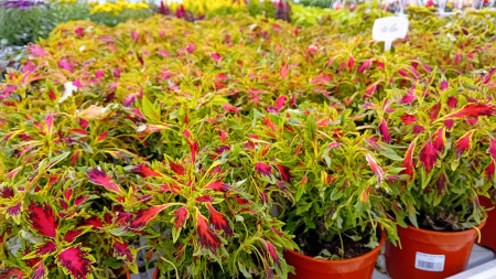 Coleus Main Street Alligator [2]