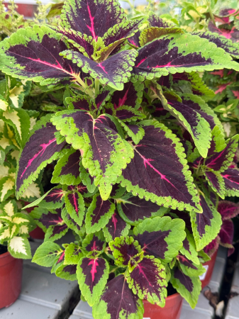 Diverse - Coleus Wizard Mixture – P12