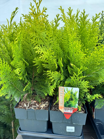 Plante decorative prin frunze - Conifere Mix P17 este un amestec de conifere decorative